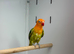 Love birds