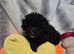 Poochon puppys