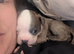Beautiful Boston X Puppies for sale