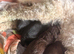 Cockapoo 1 brown boy 2 black girls ready to leave 16th September