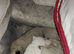 Chihuahua puppies