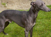 Whippet pups