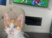 16 month old female cat for sale