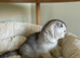 3 unique Scottish folds!