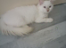 Ready now Rare active fawn point boy