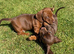 Miniature Dachshund pups