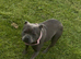 3 year old female blue staff