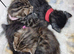Pure pedigree bengal kittens
