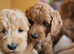 Ready, breeder, 4 dna clear red small miniature cockapoo litter