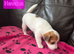 Jack Russel puppies