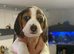 Beagle puppies for sale