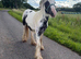 Toby Cob colt for sale 12 months old.