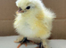 Days old silkie chicks x 3