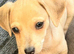 Chihuahua x dachshund chiweenies