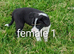 ISDS border collie pups for sale