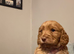 Ready now Cockapoo pups 1 girl, 1 boy left ready next week