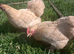 Beautiful lemon cuckoo pekin bantams
