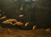 Congo tetra large group