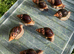 Giant African Snails for sale!