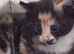 Fluffy kittens