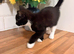 kittens to a loving home