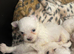 Puppy&rsquo;s for sale