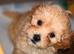 Beautiful F1 Shihpoos