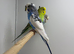 Budgies