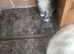 Siberian and chinchilla kittens