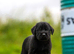 Working line Giant schnauzer puppies