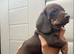 For sale 7weeks old boy puppy