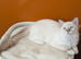 TICA Chocolate lynx mitted Ragdoll