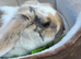 Female lop rabbit
