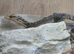 Yellow Headed Water Monitor at Birmingham Reptiles