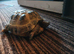 Male Horsfield Tortoise