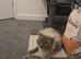 Missing male ragdoll (Tom)
