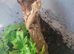 crested geckos