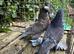Trumpeters for sale