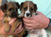 8 weeks old border terrier x jack Russell pups