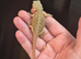 Baby bearded dragons