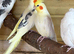 cockatiels breeding pairs