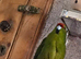 Kakariki male