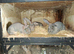 Flemish doe.