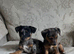 Jack Russell