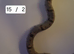 boa constrictor babys 4 weeks old