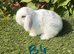 Pure bred mini lops .5 girls 3 boys .