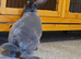 Mini rex male rabbit good bloodline