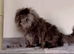 Adorable Persian kittens