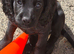 KC Reg Cocker Spaniel Pups