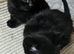Beautiful kittens ready now